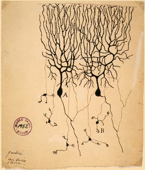 Santiago Ramón y Cajal’s drawing of branching Purkinje and granule cells