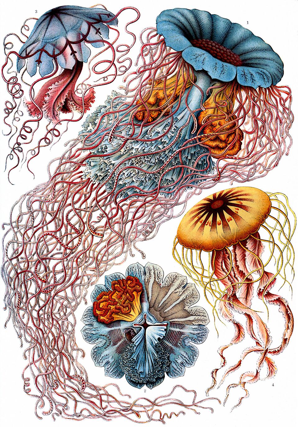 Ernst Haeckel’s symmetrical scientific illustrations of jellyfish