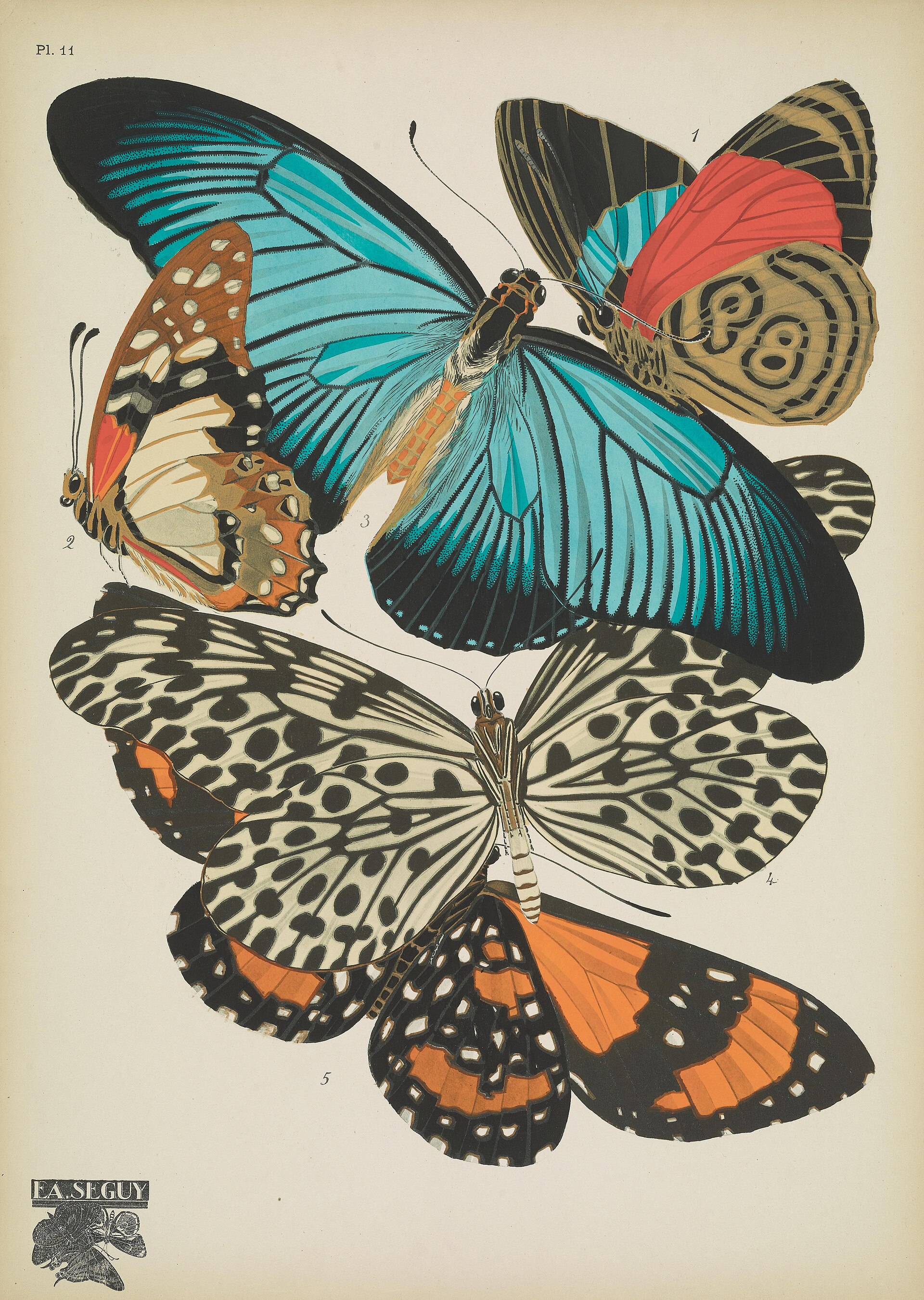 A vividly coloured plate of butterflies by E. A. Séguy