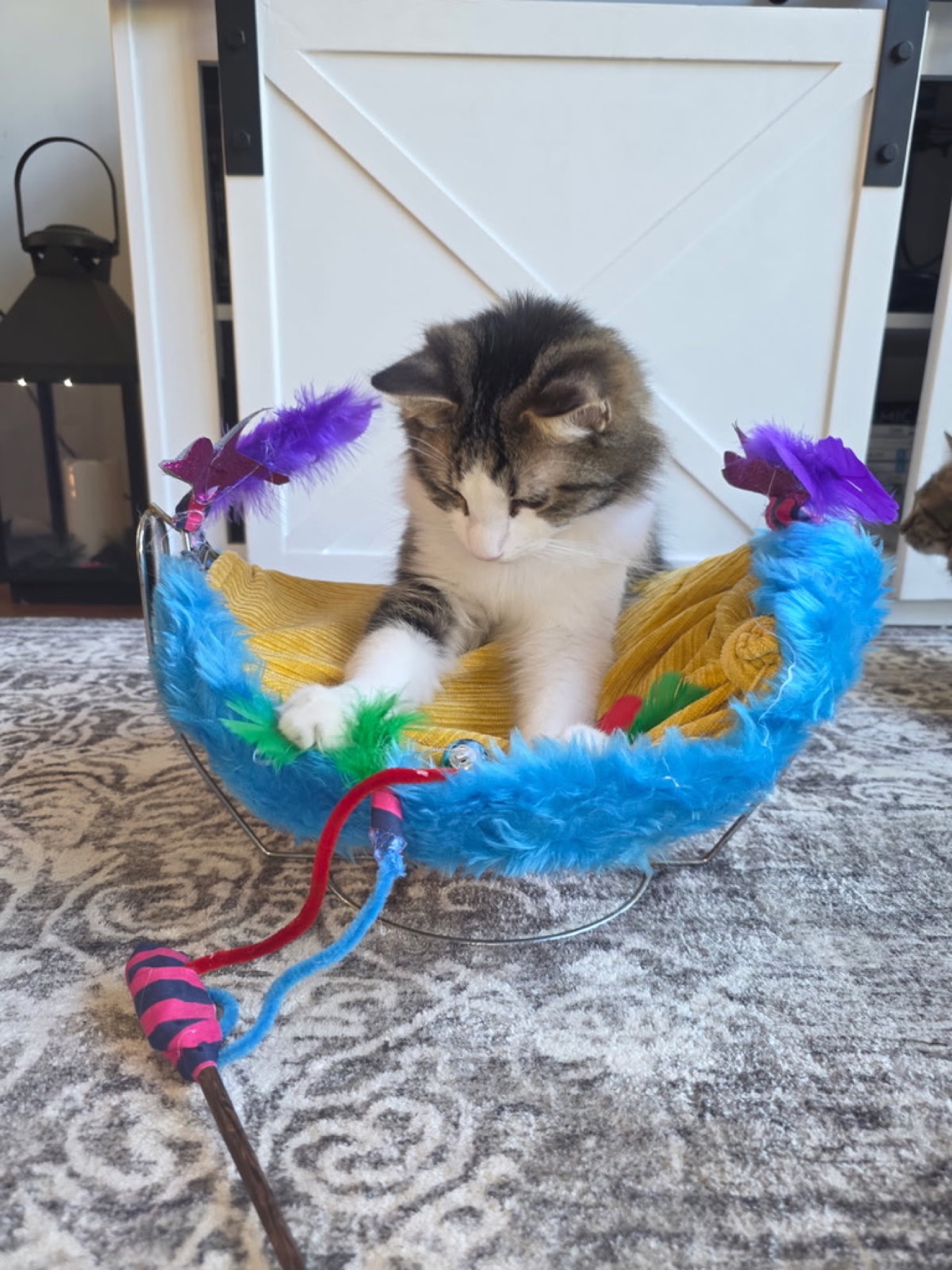 Cat testing a handmade blue enrichment toy